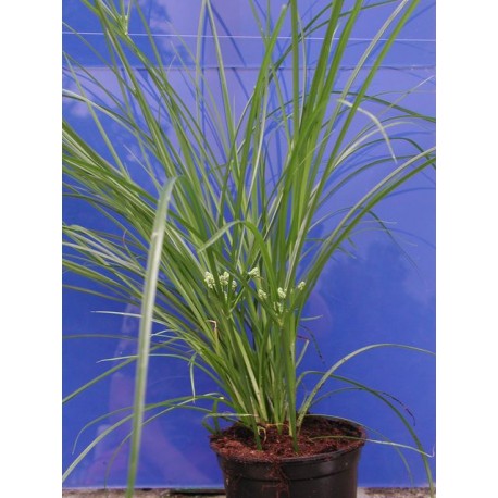 Cyperus eragrostis