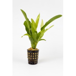 Echinodorus tricolor