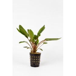 Cryptocoryne wendtii green