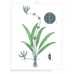 Echinodorus amazonicus