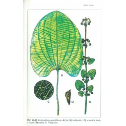 Echinodorus grandiflorus