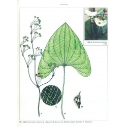 Echinodorus fluitans