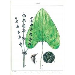 Echinodorus macrophyllus