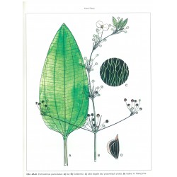 Echinodorus paniculatus