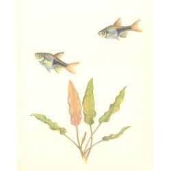 Cryptocoryne becketii