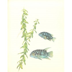 Bacopa caroliniana