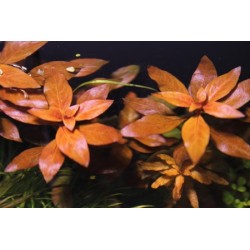 Ludwigia repens super red