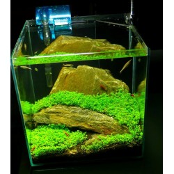 Hemianthus callitrichoides