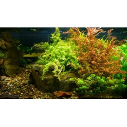 Rotala rotundifolia green
